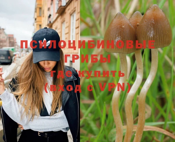 шишки Няндома